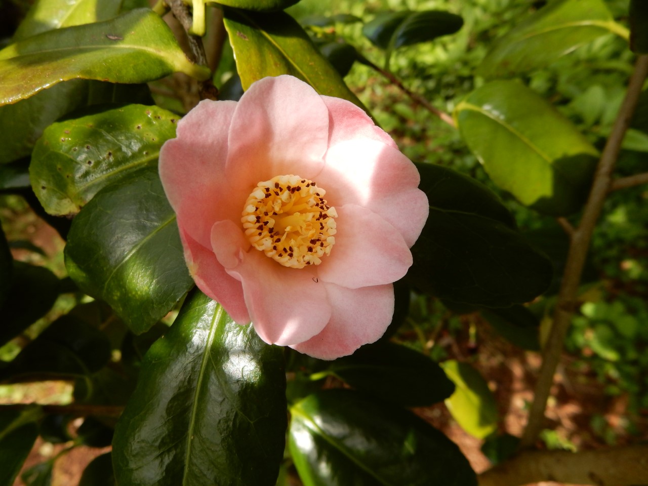 C. japonica 'Goshozakura' (Higo)